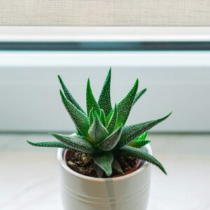 Artisan Luxury Planter – Mixed Materials