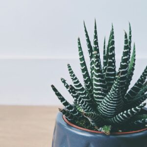 Premium Designer Planter – Black